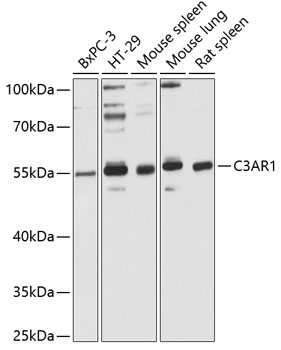 Western blot analysis of extracts of various cell lines, using C3AR1 Antibody (TA374154) at 1:3000 dilution. - Secondary antibody: HRP Goat Anti-Rabbit IgG (H+L) at 1:10000 dilution. - Lysates/proteins: 25ug per lane. - Blocking buffer: 3% nonfat dry milk in TBST. - Detection: ECL Basic Kit . - Exposure time: 15s.
