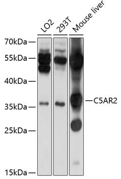 Western blot analysis of extracts of various cell lines, using C5AR2 antibody (TA374160) at 1:1000 dilution. - Secondary antibody: HRP Goat Anti-Rabbit IgG (H+L) at 1:10000 dilution. - Lysates/proteins: 25ug per lane. - Blocking buffer: 3% nonfat dry milk in TBST. - Detection: ECL Basic Kit . - Exposure time: 1s.