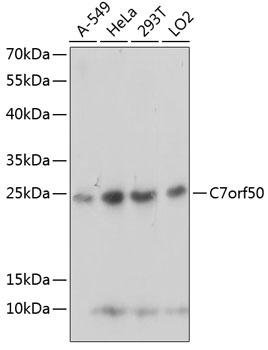 Western blot analysis of extracts of various cell lines, using C7orf50 antibody (TA374164) at 1:1000 dilution. - Secondary antibody: HRP Goat Anti-Rabbit IgG (H+L) at 1:10000 dilution. - Lysates/proteins: 25ug per lane. - Blocking buffer: 3% nonfat dry milk in TBST. - Detection: ECL Basic Kit . - Exposure time: 5s.