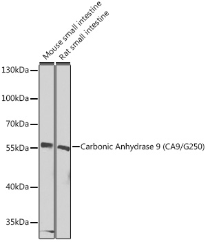Human recombinant protein fragment corresponding to amino acids 1787-2144 of human SETD2 (NP_054878) produced in E.coli.