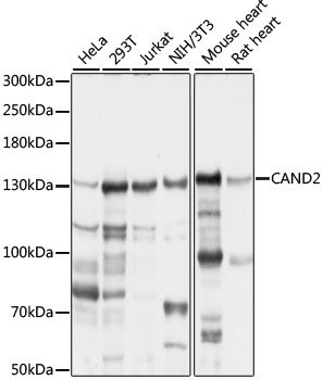 Western blot analysis of extracts of various cell lines, using CAND2 antibody (TA374241) at 1:1000 dilution. - Secondary antibody: HRP Goat Anti-Rabbit IgG (H+L) at 1:10000 dilution. - Lysates/proteins: 25ug per lane. - Blocking buffer: 3% nonfat dry milk in TBST. - Detection: ECL Basic Kit . - Exposure time: 15s.