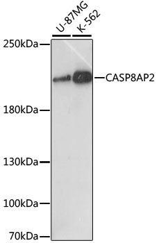 Human recombinant protein fragment corresponding to amino acids 1787-2144 of human SETD2 (NP_054878) produced in E.coli (1:200).