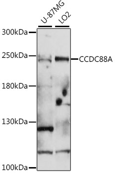 Western blot analysis of extracts of various cell lines, using CCDC88A antibody (TA374347) at 1:1000 dilution. - Secondary antibody: HRP Goat Anti-Rabbit IgG (H+L) at 1:10000 dilution. - Lysates/proteins: 25ug per lane. - Blocking buffer: 3% nonfat dry milk in TBST. - Detection: ECL Basic Kit . - Exposure time: 90s.
