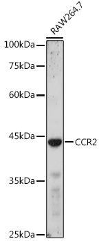 Western blot analysis of extracts of RAW264.7 cells, using CCR2 antibody (TA374394) at 1:1000 dilution. - Secondary antibody: HRP Goat Anti-Rabbit IgG (H+L) at 1:10000 dilution. - Lysates/proteins: 25ug per lane. - Blocking buffer: 3% nonfat dry milk in TBST. - Detection: ECL Basic Kit . - Exposure time: 90s.