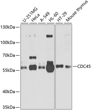 Western blot analysis of extracts of various cell lines, using cdc45 antibody (TA374507) at 1:1000 dilution. - Secondary antibody: HRP Goat Anti-Rabbit IgG (H+L) at 1:10000 dilution. - Lysates/proteins: 25ug per lane. - Blocking buffer: 3% nonfat dry milk in TBST. - Detection: ECL Basic Kit . - Exposure time: 15s.