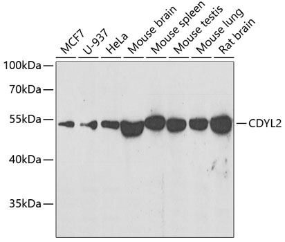 Western blot analysis of extracts of various cell lines, using CDYL2 antibody (TA374607) at 1:500 dilution. - Secondary antibody: HRP Goat Anti-Rabbit IgG (H+L) at 1:10000 dilution. - Lysates/proteins: 25ug per lane. - Blocking buffer: 3% nonfat dry milk in TBST. - Detection: ECL Basic Kit . - Exposure time: 90s.