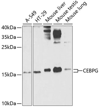 Western blot analysis of extracts of various cell lines, using CEBPG antibody (TA374619) at 1:1000 dilution. - Secondary antibody: HRP Goat Anti-Rabbit IgG (H+L) at 1:10000 dilution. - Lysates/proteins: 25ug per lane. - Blocking buffer: 3% nonfat dry milk in TBST. - Detection: ECL Enhanced Kit . - Exposure time: 90s.