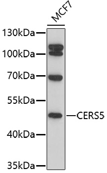 Western blot analysis of extracts of MCF7 cells, using CERS5 antibody (TA374663) at 1:1000 dilution. - Secondary antibody: HRP Goat Anti-Rabbit IgG (H+L) at 1:10000 dilution. - Lysates/proteins: 25ug per lane. - Blocking buffer: 3% nonfat dry milk in TBST. - Detection: ECL Basic Kit . - Exposure time: 90s.