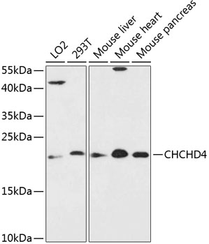 Western blot analysis of extracts of various cell lines, using CHCHD4 antibody (TA374709) at 1:3000 dilution. - Secondary antibody: HRP Goat Anti-Rabbit IgG (H+L) at 1:10000 dilution. - Lysates/proteins: 25ug per lane. - Blocking buffer: 3% nonfat dry milk in TBST. - Detection: ECL Enhanced Kit . - Exposure time: 90s.