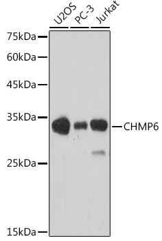 Western blot analysis of extracts of various cell lines, using CHMP6 antibody (TA374751) at 1:1000 dilution. - Secondary antibody: HRP Goat Anti-Rabbit IgG (H+L) at 1:10000 dilution. - Lysates/proteins: 25ug per lane. - Blocking buffer: 3% nonfat dry milk in TBST. - Detection: ECL Basic Kit . - Exposure time: 90s.