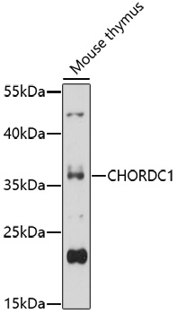 Western blot analysis of extracts of mouse thymus, using CHORDC1 antibody (TA374757) at 1:1000 dilution. - Secondary antibody: HRP Goat Anti-Rabbit IgG (H+L) at 1:10000 dilution. - Lysates/proteins: 25ug per lane. - Blocking buffer: 3% nonfat dry milk in TBST. - Detection: ECL Basic Kit . - Exposure time: 60s.