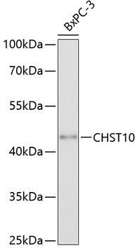 Western blot analysis of extracts of BxPC-3 cells, using CHST10 antibody (TA374784) at 1:3000 dilution. - Secondary antibody: HRP Goat Anti-Rabbit IgG (H+L) at 1:10000 dilution. - Lysates/proteins: 25ug per lane. - Blocking buffer: 3% nonfat dry milk in TBST. - Detection: ECL Basic Kit . - Exposure time: 90s.