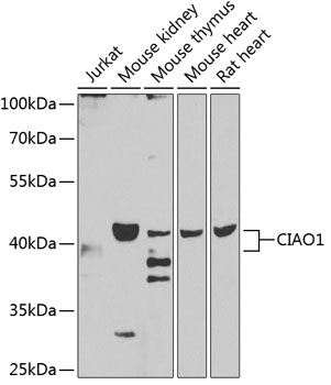 Western blot analysis of extracts of various cell lines, using CIAO1 antibody (TA374800) at 1:1000 dilution. - Secondary antibody: HRP Goat Anti-Rabbit IgG (H+L) at 1:10000 dilution. - Lysates/proteins: 25ug per lane. - Blocking buffer: 3% nonfat dry milk in TBST. - Detection: ECL Enhanced Kit . - Exposure time: 90s.