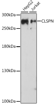 Western blot analysis of extracts of various cell lines, using CLSPN antibody (TA374895) at 1:1000 dilution. - Secondary antibody: HRP Goat Anti-Rabbit IgG (H+L) at 1:10000 dilution. - Lysates/proteins: 25ug per lane. - Blocking buffer: 3% nonfat dry milk in TBST. - Detection: ECL Enhanced Kit . - Exposure time: 150s.