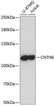 Western blot analysis of extracts of various cell lines, using CNTN6 antibody (TA374941) at 1:1000 dilution. - Secondary antibody: HRP Goat Anti-Rabbit IgG (H+L) at 1:10000 dilution. - Lysates/proteins: 25ug per lane. - Blocking buffer: 3% nonfat dry milk in TBST. - Detection: ECL Enhanced Kit . - Exposure time: 60s.
