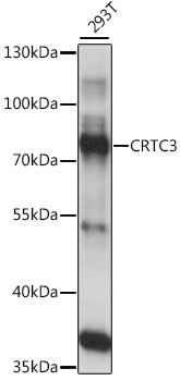 Western blot analysis of extracts of 293T cells, using CRTC3 antibody (TA375112) at 1:1000 dilution. - Secondary antibody: HRP Goat Anti-Rabbit IgG (H+L) at 1:10000 dilution. - Lysates/proteins: 25ug per lane. - Blocking buffer: 3% nonfat dry milk in TBST. - Detection: ECL Basic Kit . - Exposure time: 5s.