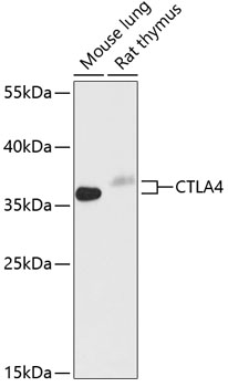 HEK293T cells were transfected with the pCMV6-ENTRY control (Left lane) or pCMV6-ENTRY NR0B2 (RC206422, Right lane) cDNA for 48 hrs and lysed. Equivalent amounts of cell lysates (5 ug per lane) were separated by SDS-PAGE and immunoblotted with anti-NR0B2. Positive lysates LY402893 (100 ug) and LC402893 (20 ug) can be purchased separately from OriGene.