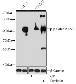 HEK293T cells were transfected with the pCMV6-ENTRY control (Left lane) or pCMV6-ENTRY NR1D2 (RC206338, Right lane) cDNA for 48 hrs and lysed. Equivalent amounts of cell lysates (5 ug per lane) were separated by SDS-PAGE and immunoblotted with anti-NR1D2. Positive lysates LY417483 (100 ug) and LC417483 (20 ug) can be purchased separately from OriGene.
