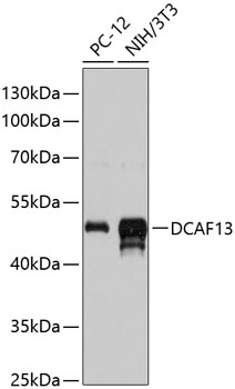 Western blot analysis of extracts of various cell lines, using DCAF13 antibody (TA375340) at 1:3000 dilution. - Secondary antibody: HRP Goat Anti-Rabbit IgG (H+L) at 1:10000 dilution. - Lysates/proteins: 25ug per lane. - Blocking buffer: 3% nonfat dry milk in TBST. - Detection: ECL Basic Kit . - Exposure time: 15s.