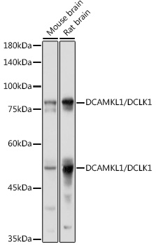 Western blot analysis of extracts of various cell lines, using DCAMKL1/DCAMKL1/DCLK1 antibody (TA375349) at 1:1000 dilution. - Secondary antibody: HRP Goat Anti-Rabbit IgG (H+L) at 1:10000 dilution. - Lysates/proteins: 25ug per lane. - Blocking buffer: 3% nonfat dry milk in TBST. - Detection: ECL Basic Kit . - Exposure time: 1s.