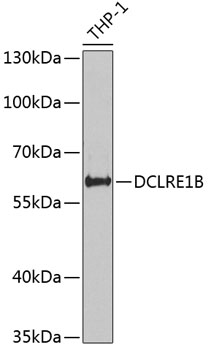Western blot analysis of extracts of THP-1 cells, using DCLRE1B antibody (TA375350) at 1:1000 dilution. - Secondary antibody: HRP Goat Anti-Rabbit IgG (H+L) at 1:10000 dilution. - Lysates/proteins: 25ug per lane. - Blocking buffer: 3% nonfat dry milk in TBST. - Detection: ECL Basic Kit . - Exposure time: 30s.