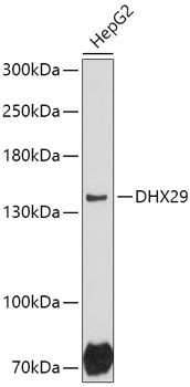 Western blot analysis of extracts of HepG2 cells, using DHX29 antibody (TA375459) at 1:1000 dilution. - Secondary antibody: HRP Goat Anti-Rabbit IgG (H+L) at 1:10000 dilution. - Lysates/proteins: 25ug per lane. - Blocking buffer: 3% nonfat dry milk in TBST. - Detection: ECL Basic Kit . - Exposure time: 90s.