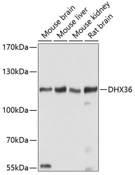 Western blot analysis of extracts of various cell lines, using DHX36 antibody (TA375461) at 1:1000 dilution. - Secondary antibody: HRP Goat Anti-Rabbit IgG (H+L) at 1:10000 dilution. - Lysates/proteins: 25ug per lane. - Blocking buffer: 3% nonfat dry milk in TBST. - Detection: ECL Basic Kit . - Exposure time: 90s.
