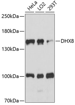 Western blot analysis of extracts of various cell lines, using DHX8 antibody (TA375466) at 1:1000 dilution. - Secondary antibody: HRP Goat Anti-Rabbit IgG (H+L) at 1:10000 dilution. - Lysates/proteins: 25ug per lane. - Blocking buffer: 3% nonfat dry milk in TBST. - Detection: ECL Basic Kit . - Exposure time: 90s.