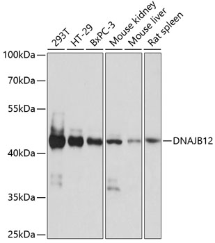 Western blot analysis of extracts of various cell lines, using DNAJB12 antibody (TA375522) at 1:1000 dilution. - Secondary antibody: HRP Goat Anti-Rabbit IgG (H+L) at 1:10000 dilution. - Lysates/proteins: 25ug per lane. - Blocking buffer: 3% nonfat dry milk in TBST. - Detection: ECL Basic Kit . - Exposure time: 10s.