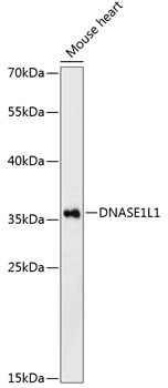 Western blot analysis of extracts of mouse heart, using DNASE1L1 Antibody (TA375545) at 1:3000 dilution. - Secondary antibody: HRP Goat Anti-Rabbit IgG (H+L) at 1:10000 dilution. - Lysates/proteins: 25ug per lane. - Blocking buffer: 3% nonfat dry milk in TBST. - Detection: ECL Enhanced Kit . - Exposure time: 90s.