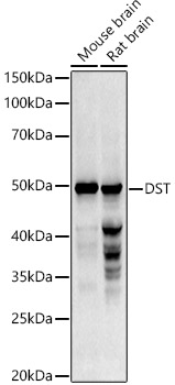 Western blot analysis of extracts of various cell lines, using DST antibody (TA375635) at 1:1000 dilution. - Secondary antibody: HRP Goat Anti-Rabbit IgG (H+L) at 1:10000 dilution. - Lysates/proteins: 25ug per lane. - Blocking buffer: 3% nonfat dry milk in TBST. - Detection: ECL Basic Kit . - Exposure time: 90s.