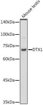 Western blot analysis of extracts of Mouse testis cells, using DTX1 antibody (TA375642) at 1:500 dilution. - Secondary antibody: HRP Goat Anti-Rabbit IgG (H+L) at 1:10000 dilution. - Lysates/proteins: 25ug per lane. - Blocking buffer: 3% nonfat dry milk in TBST. - Detection: ECL Basic Kit . - Exposure time: 90s.