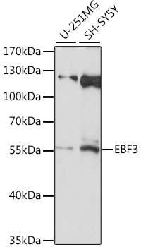Western blot analysis of extracts of various cell lines, using EBF3 antibody (TA375693) at 1:1000 dilution. - Secondary antibody: HRP Goat Anti-Rabbit IgG (H+L) at 1:10000 dilution. - Lysates/proteins: 25ug per lane. - Blocking buffer: 3% nonfat dry milk in TBST. - Detection: ECL Basic Kit . - Exposure time: 90s.