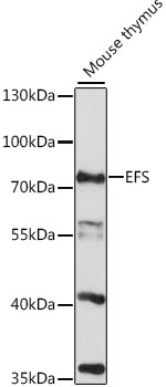 Western blot analysis of extracts of mouse thymus, using EFS antibody (TA375739) at 1:1000 dilution. - Secondary antibody: HRP Goat Anti-Rabbit IgG (H+L) at 1:10000 dilution. - Lysates/proteins: 25ug per lane. - Blocking buffer: 3% nonfat dry milk in TBST. - Detection: ECL Basic Kit . - Exposure time: 90s.