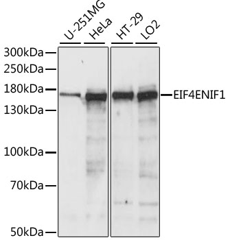 Western blot analysis of extracts of various cell lines, using EIF4ENIF1 antibody (TA375834) at 1:1000 dilution. - Secondary antibody: HRP Goat Anti-Rabbit IgG (H+L) at 1:10000 dilution. - Lysates/proteins: 25ug per lane. - Blocking buffer: 3% nonfat dry milk in TBST. - Detection: ECL Basic Kit . - Exposure time: 3s.