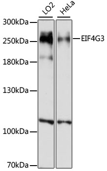 Western blot analysis of extracts of various cell lines, using EIF4G3 antibody (TA375839) at 1:1000 dilution. - Secondary antibody: HRP Goat Anti-Rabbit IgG (H+L) at 1:10000 dilution. - Lysates/proteins: 25ug per lane. - Blocking buffer: 3% nonfat dry milk in TBST. - Detection: ECL Basic Kit . - Exposure time: 30s.