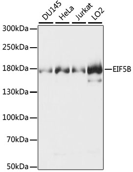 Western blot analysis of extracts of various cell lines, using EIF5B antibody (TA375843). - Secondary antibody: HRP Goat Anti-Rabbit IgG (H+L) at 1:10000 dilution. - Lysates/proteins: 25ug per lane. - Blocking buffer: 3% nonfat dry milk in TBST. - Detection: ECL Basic Kit . - Exposure time: 3s.