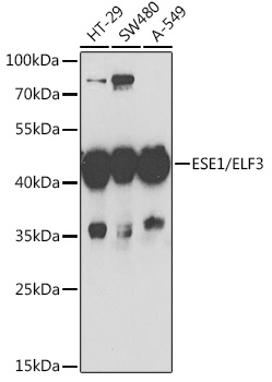 Western blot analysis of extracts of various cell lines, using ESE1/ESE1/ELF3 antibody (TA375852) at 1:1000 dilution. - Secondary antibody: HRP Goat Anti-Rabbit IgG (H+L) at 1:10000 dilution. - Lysates/proteins: 25ug per lane. - Blocking buffer: 3% nonfat dry milk in TBST. - Detection: ECL Basic Kit . - Exposure time: 90s.
