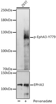 Flow cytometric Analysis of stable expression PD1 cells using anti-PDCD1 antibody (TA807864) (Red) compared to a nonspecific negative control antibody (Blue) (1:50).