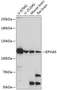 Flow cytometric Analysis of stable expression PD1 cells using anti-PDCD1 antibody (TA807866) (Red) compared to a nonspecific negative control antibody (Blue) (1:50).