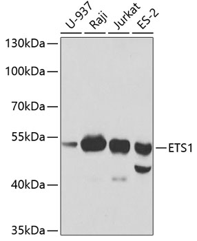 HEK293T cells were transfected with the pCMV6-ENTRY control (Left lane) or pCMV6-ENTRY PDCD1 (RC210364, Right lane) cDNA for 48 hrs and lysed. Equivalent amounts of cell lysates (5 ug per lane) were separated by SDS-PAGE and immunoblotted with anti-PDCD1 (1:2000). Positive lysates LY401555 (100 ug) and LC401555 (20 ug) can be purchased separately from OriGene.