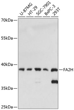 Western blot analysis of extracts of various cell lines, using FA2H antibody (TA376066) at 1:3000 dilution. - Secondary antibody: HRP Goat Anti-Rabbit IgG (H+L) at 1:10000 dilution. - Lysates/proteins: 25ug per lane. - Blocking buffer: 3% nonfat dry milk in TBST. - Detection: ECL Enhanced Kit . - Exposure time: 10s.
