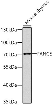 Western blot analysis of extracts of mouse thymus, using FANCE antibody (TA376122) at 1:1000 dilution. - Secondary antibody: HRP Goat Anti-Rabbit IgG (H+L) at 1:10000 dilution. - Lysates/proteins: 25ug per lane. - Blocking buffer: 3% nonfat dry milk in TBST. - Detection: ECL Basic Kit . - Exposure time: 10s.