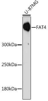 Western blot analysis of extracts of U-87MG cells, using FAT4 Rabbit pAb (TA376137) at 1:1000 dilution. - Secondary antibody: HRP Goat Anti-Rabbit IgG (H+L) at 1:10000 dilution. - Lysates/proteins: 25ug per lane. - Blocking buffer: 3% nonfat dry milk in TBST. - Detection: ECL Basic Kit . - Exposure time: 90s.