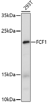 Western blot analysis of extracts of 293T cells, using FCF1 antibody (TA376179) at 1:1000 dilution. - Secondary antibody: HRP Goat Anti-Rabbit IgG (H+L) at 1:10000 dilution. - Lysates/proteins: 25ug per lane. - Blocking buffer: 3% nonfat dry milk in TBST. - Detection: ECL Enhanced Kit . - Exposure time: 100s.