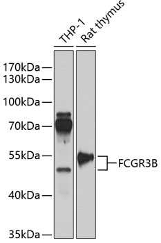 Western blot analysis of extracts of various cell lines, using FCGR3B antibody (TA376185) at 1:1000 dilution. - Secondary antibody: HRP Goat Anti-Rabbit IgG (H+L) at 1:10000 dilution. - Lysates/proteins: 25ug per lane. - Blocking buffer: 3% nonfat dry milk in TBST. - Detection: ECL Enhanced Kit . - Exposure time: 60s.
