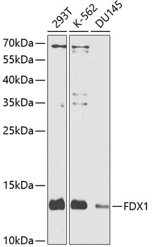 Western blot analysis of extracts of various cell lines, using FDX1 antibody (TA376198) at 1:1000 dilution. - Secondary antibody: HRP Goat Anti-Rabbit IgG (H+L) at 1:10000 dilution. - Lysates/proteins: 25ug per lane. - Blocking buffer: 3% nonfat dry milk in TBST. - Detection: ECL Enhanced Kit . - Exposure time: 90s.