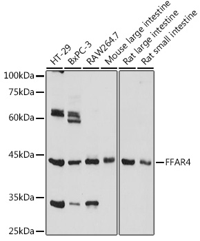 Western blot analysis of extracts of various cell lines, using FFAR4 Rabbit pAb (TA376212) at 1:1000 dilution. - Secondary antibody: HRP Goat Anti-Rabbit IgG (H+L) at 1:10000 dilution. - Lysates/proteins: 25ug per lane. - Blocking buffer: 3% nonfat dry milk in TBST. - Detection: ECL Basic Kit . - Exposure time: 10s.
