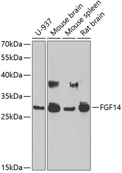Western blot analysis of extracts of various cell lines, using FGF14 antibody (TA376222) at 1:1000 dilution. - Secondary antibody: HRP Goat Anti-Rabbit IgG (H+L) at 1:10000 dilution. - Lysates/proteins: 25ug per lane. - Blocking buffer: 3% nonfat dry milk in TBST. - Detection: ECL Basic Kit . - Exposure time: 90s.