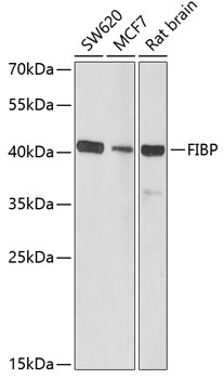 Western blot analysis of extracts of various cell lines, using FIBP antibody (TA376251) at 1:1000 dilution. - Secondary antibody: HRP Goat Anti-Rabbit IgG (H+L) at 1:10000 dilution. - Lysates/proteins: 25ug per lane. - Blocking buffer: 3% nonfat dry milk in TBST. - Detection: ECL Basic Kit . - Exposure time: 90s.